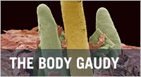 The Body Gaudy
